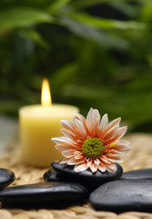 spa concept gerbera with spa stone, candle, massage oil

