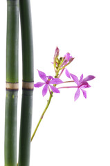 Branch pink orchid flowers and bamboo grove 