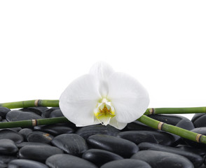 Fototapeta na wymiar white orchid with bamboo grove on stones background