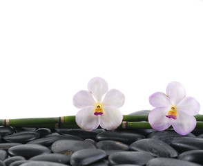 Two tropical orchid with bamboo grove on pebbles