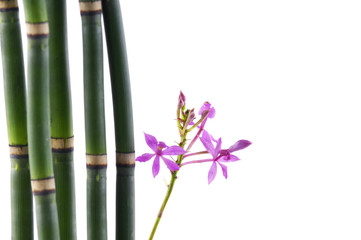 Five thin bamboo grove with branch orchid