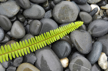 Set of green fern with wet stones background