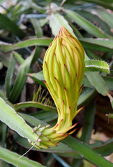Dragon Fruit when young