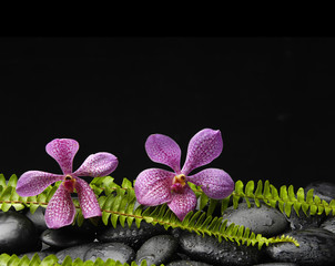 Two pink orchid with green fern on zen stones