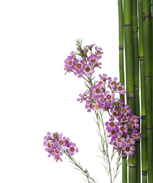 Branch of mini orchid flowers with thin bamboo grove