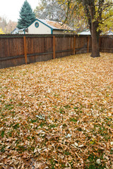 Fall leaves have takenn to the ground