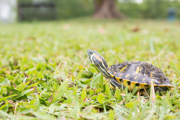 red ear turtle on grass