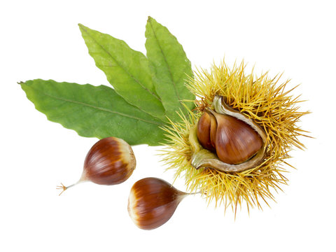 Esskastanie
