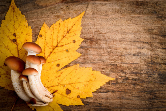 funghi pioppini - Agrocybe aegerita mushrooms