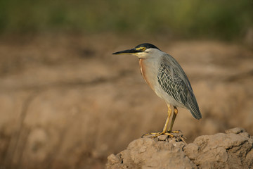 Striated heron, Butorides striata