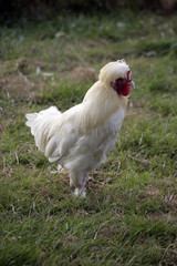 Sultan