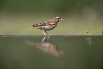 Tree pipit, Anthus trivialis