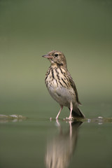 Tree pipit, Anthus trivialis