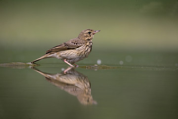 Tree pipit, Anthus trivialis