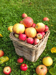 Apfelernte, Korb mit frischen Äpfeln