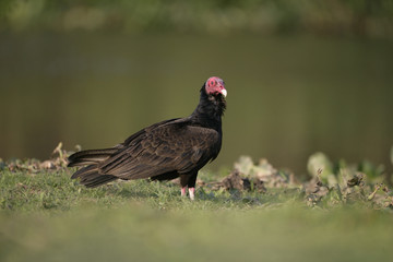 Turkey vulture, Cathartes aura