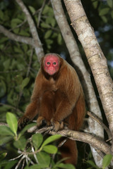 Naklejka premium Uakari monkey, Cacajao calvus,