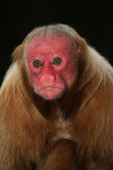 Naklejka premium Uakari monkey, Cacajao calvus,
