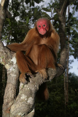 Naklejka premium Uakari monkey, Cacajao calvus,