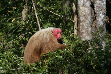 Obraz premium Uakari monkey, Cacajao calvus,