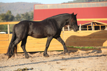 Nice friesian horse working in paddock