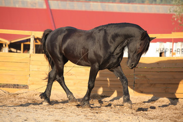 Nice friesian horse working in paddock