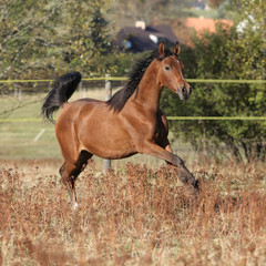 Gorgeous arabian horse running on autumn pasturage