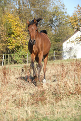 Gorgeous arabian horse running on autumn pasturage