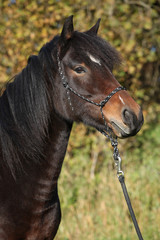 Beautiful brown mare with rope halter in autumn
