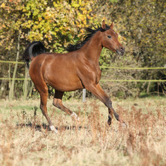 Fototapeta premium Gorgeous arabian horse running on autumn pasturage