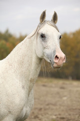 Obraz na płótnie Canvas Beautiful white arabian stallion