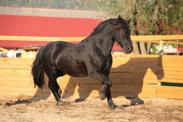 Nice friesian horse working in paddock