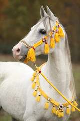 Beautiful white arabian stallion with nice show halter