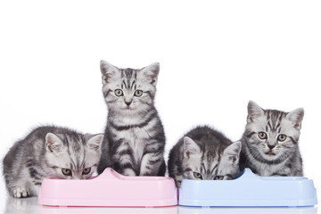 Obrazy na Szkle  Cztery kocięta brytyjskie krótkowłose karmią z rzędu