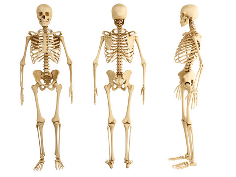 human skeleton, three views