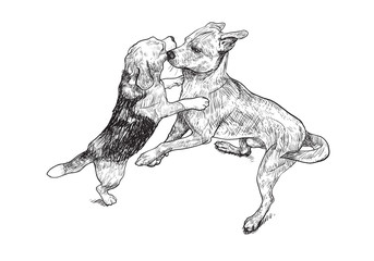 Fototapeta premium Teasing play of two dogs