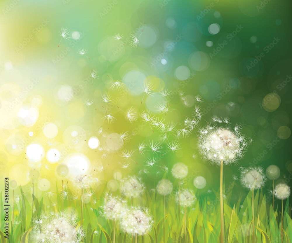 Wall mural vector of spring background with white dandelions.