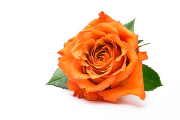 Obraz premium single rose isolated on white