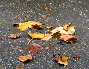 Leaves in Rain