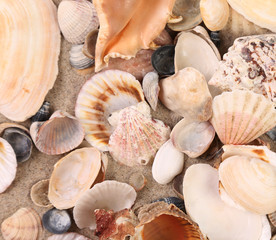 Close up of sea shells.