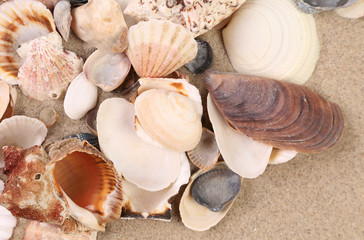 Close up of sea shells.