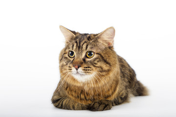 Kuril Bobtail Cat