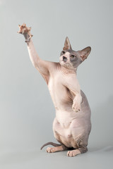 Don sphinx