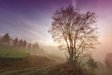 Misty morning scene with lonely tree