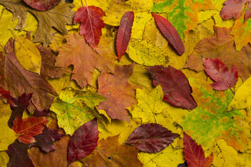 Autumn Leaves