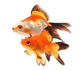 Goldfish, group of fish on a white background