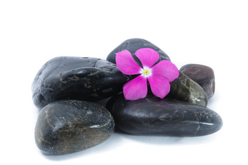 Fototapeta na wymiar Fresh Purple Flower on Zen Stone, Spa Concept, White Background