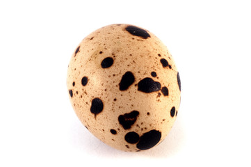 quail egg isolated close up