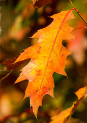 Blatt der Rot-Eiche im Herbst