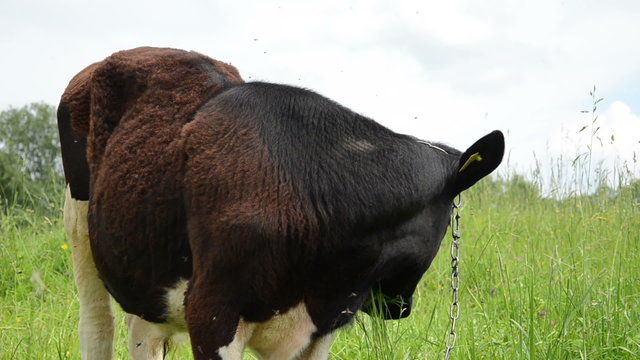 closeup of bull graze in pasture and gadfly insects flying